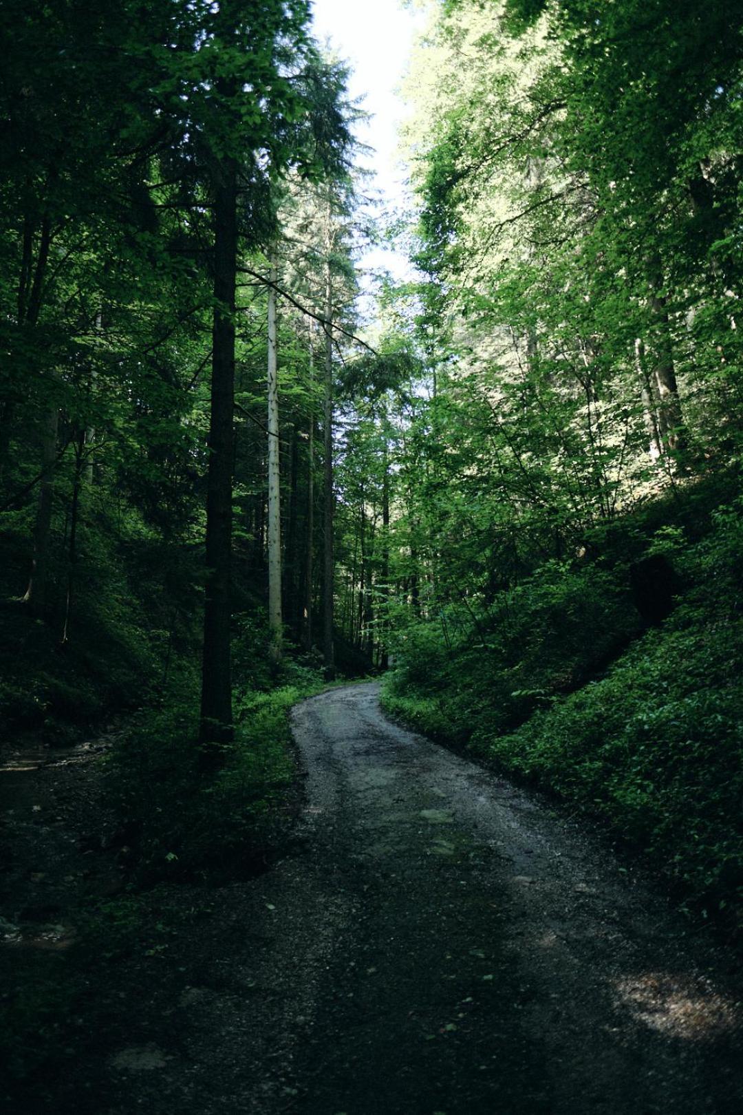 バート・コールグループ Waldschlucht Bed & Breakfast エクステリア 写真